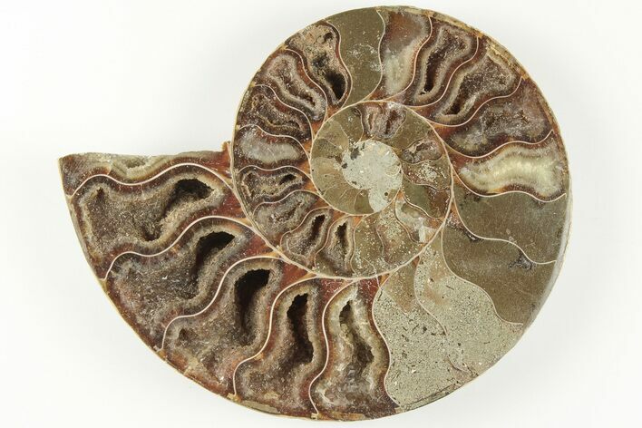 Cut & Polished Ammonite Fossil (Half) - Madagascar #200065